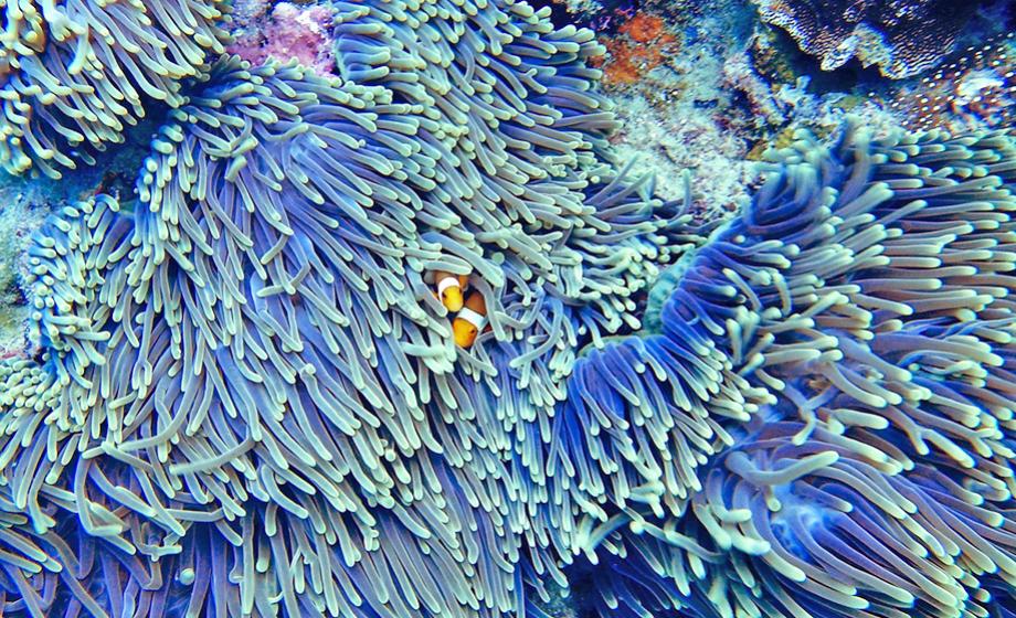 coral-reef-clark-university