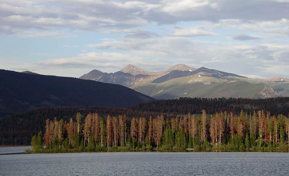 Study: Climate, not bark beetle damage, to blame for increased wildfire risk