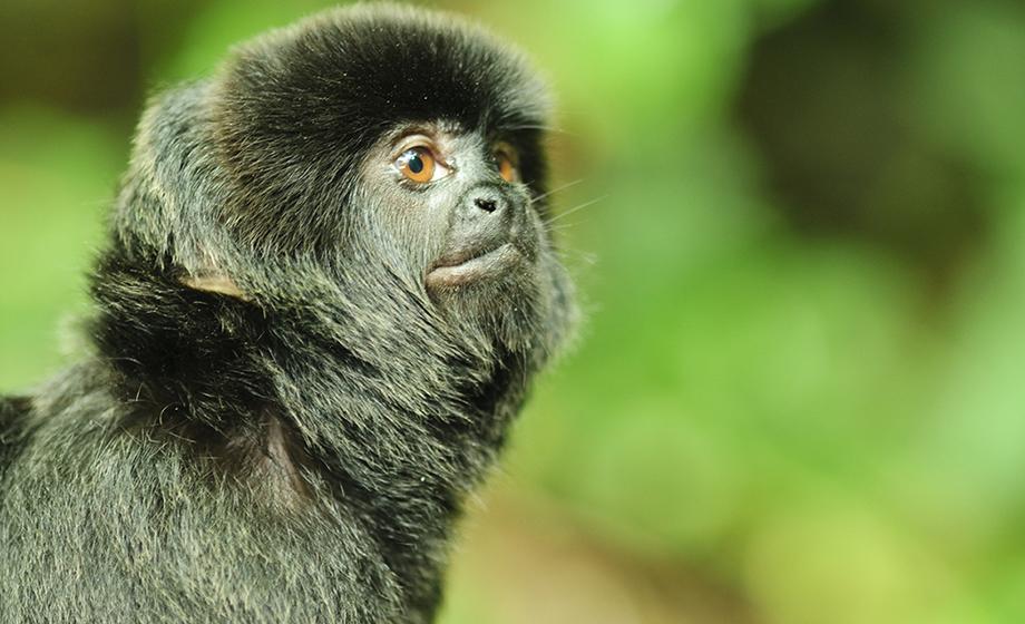 Researchers warn of wildlife at risk due to expansion of agriculture