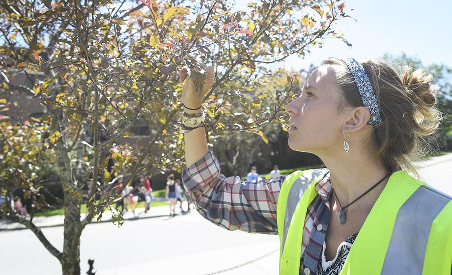 HERO tree-restoration efforts take root in Massachusetts’ gateway cities