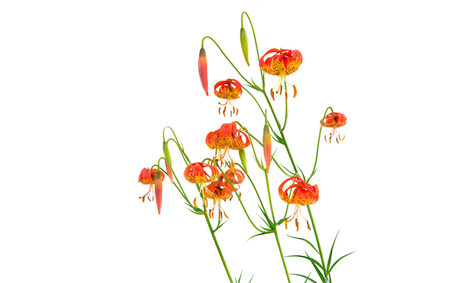 Leopard lilies