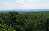Maturing forest stands. Courtesy of Christopher A. Williams.