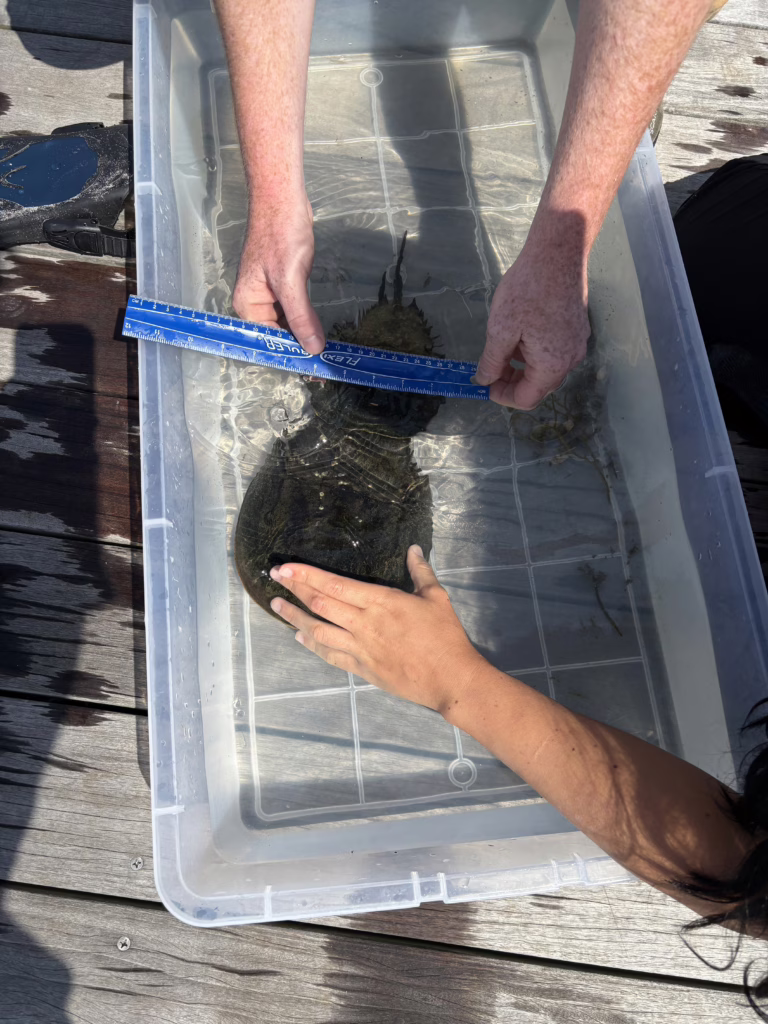 measuring horseshoe crab