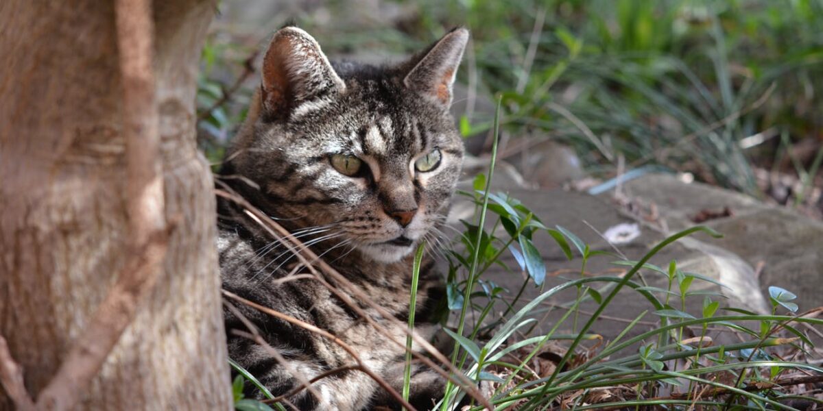 feral cat