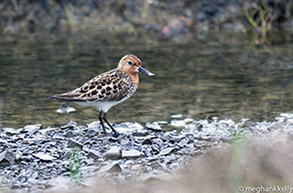 photo of sandpiper arctic