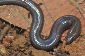 A skink with reduced limbs