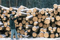 Timber harvesting removes more carbon from US forests each year than any other process. Courtesy of USDA Forest Service.