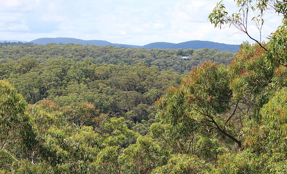 Study: Ecosystems slow the rate of rising CO2 concentration