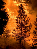 Wildfires consume millions of hectares of US forest each year releasing a large amount of carbon to the atmosphere. Courtesy of Kari Greer/U.S. Forest Service)