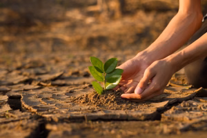 climate change - hands putting in plant in dry dessert
