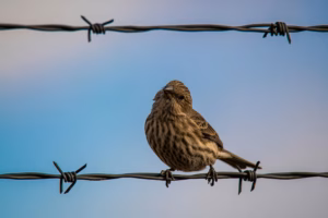 A bird rests on barbed wire