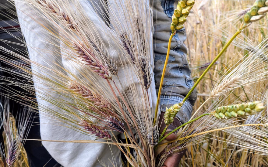 man holding wheat in his hands in the middle of a field