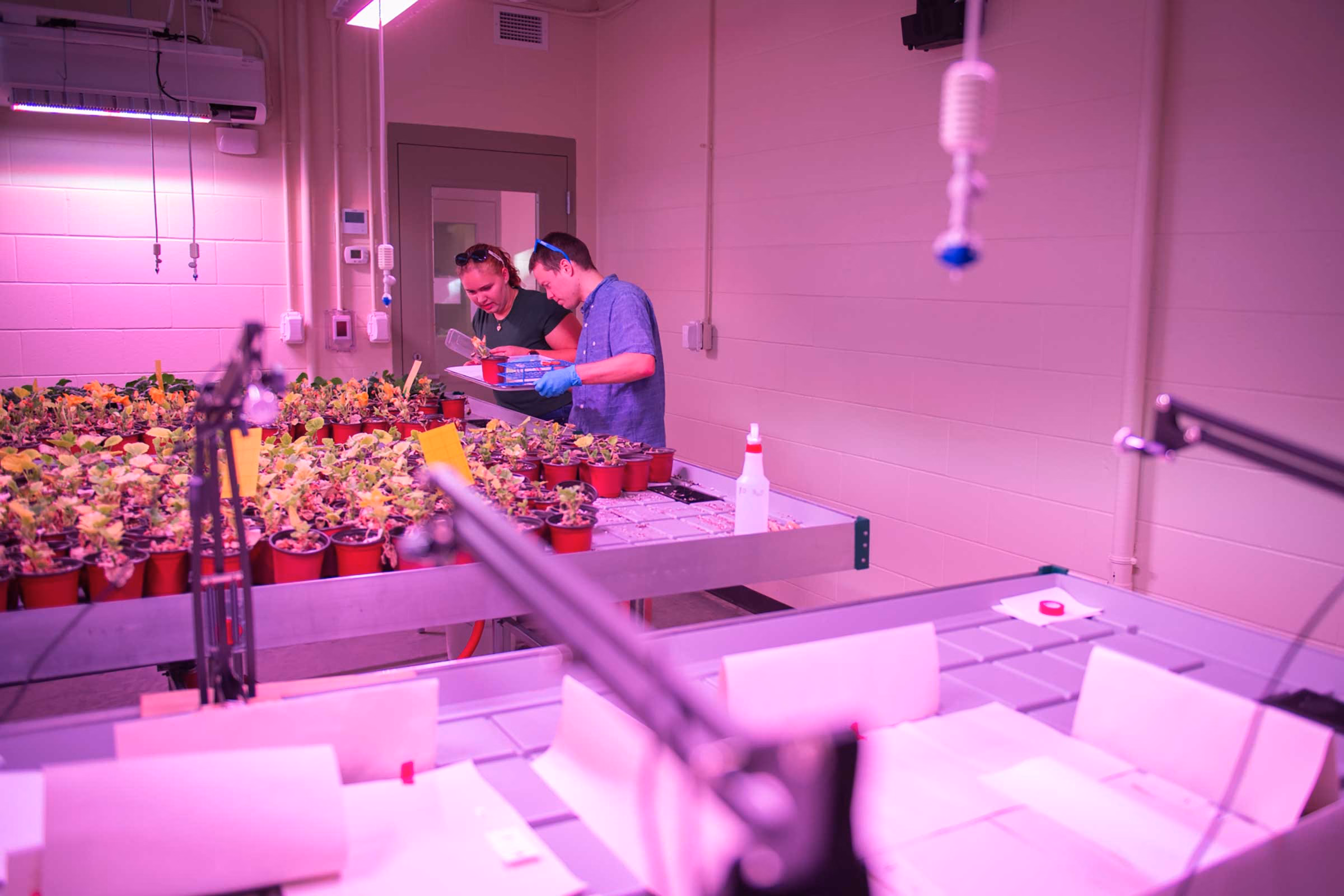 Researchers working in the EPIC greenhouse, Clark University