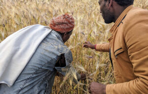 A researchers and farmer working together on sustainable agricultural production in Ethiopia