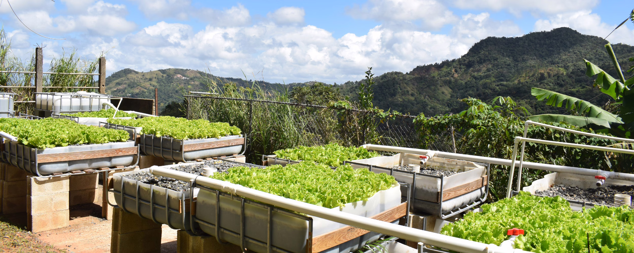 Coffee growing facility in Maricao, Puerto Rico