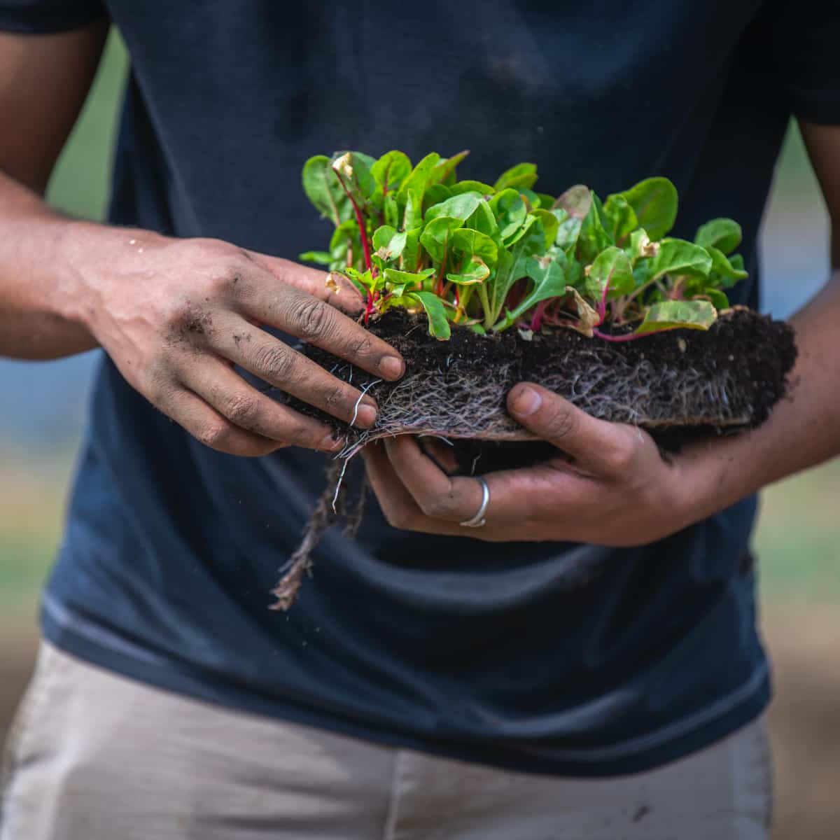 a student learns about sustainable agriculture