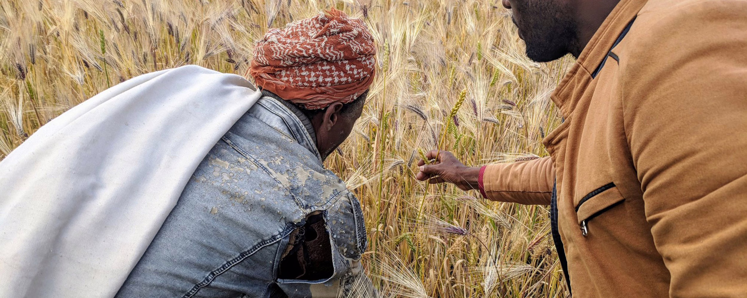 A researcher and farmer working together on sustainable agricultural production in Ethiopia
