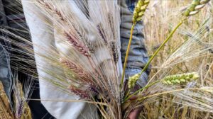 man holding a mixture of wild grains