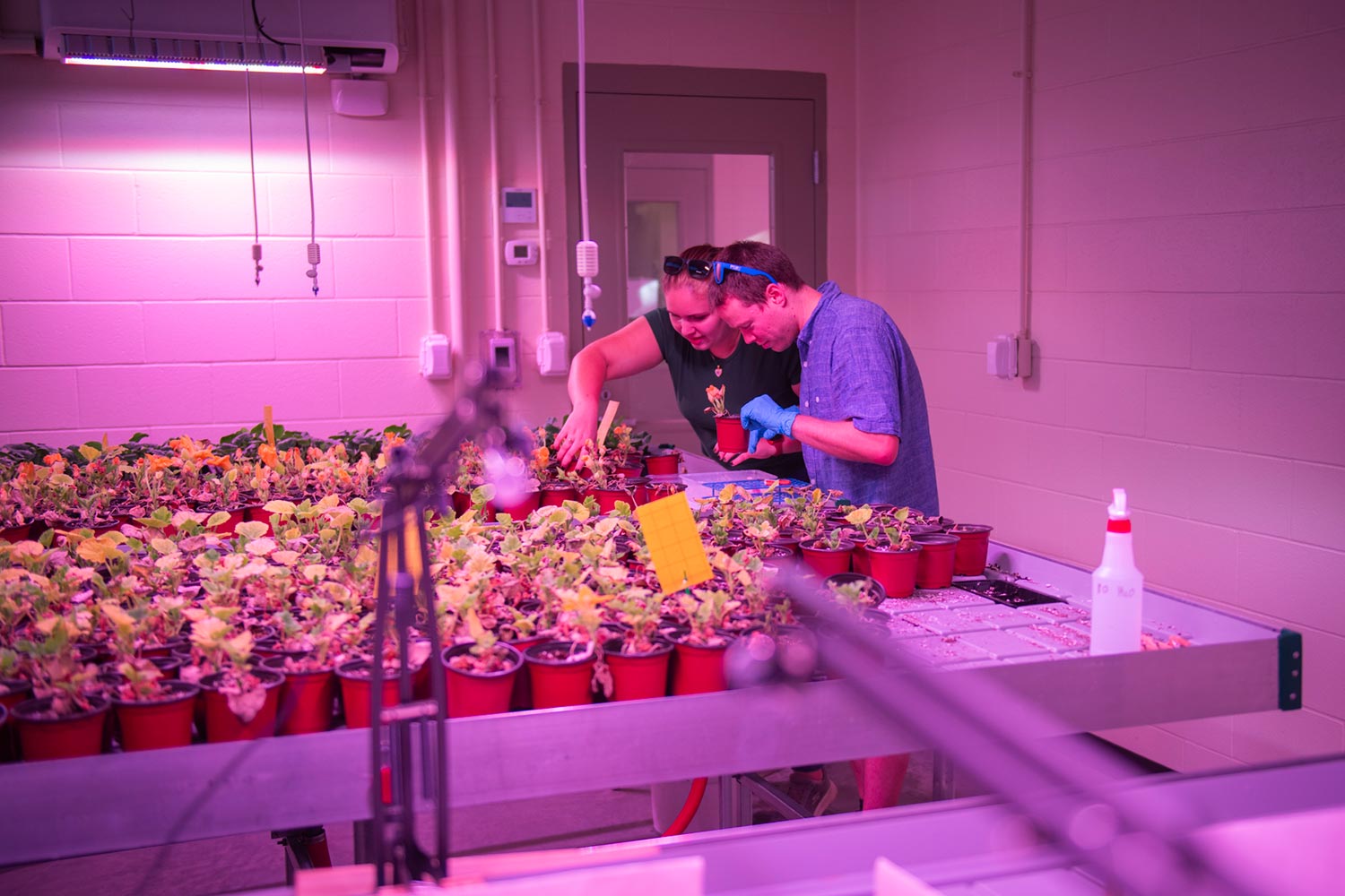 Two researchers work on plant samples in the EPIC biology lab
