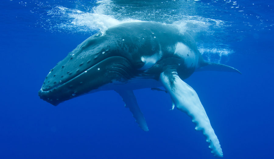 whale swimming in ocean