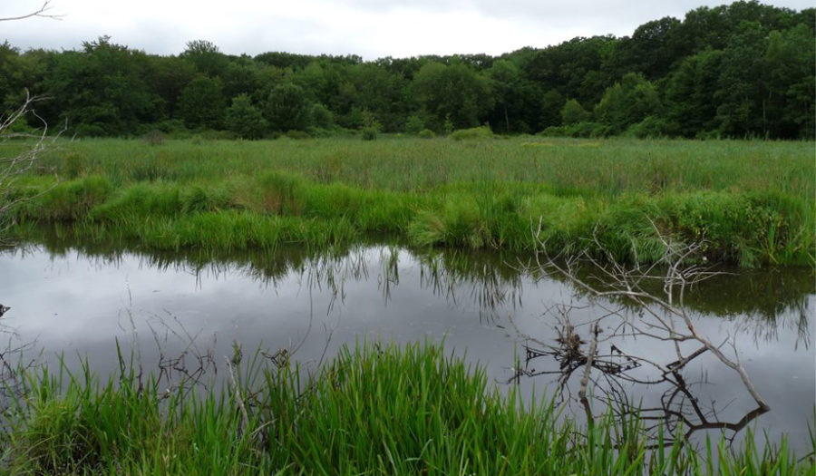 shot of marshland