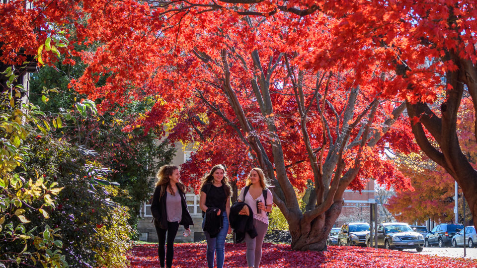 red fall leaves on tree with students wakinb by it