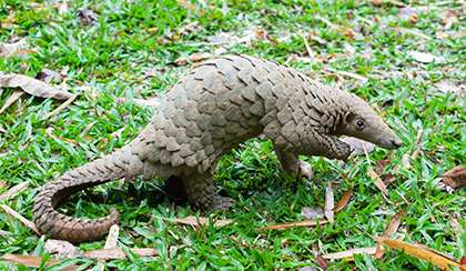 pangolin