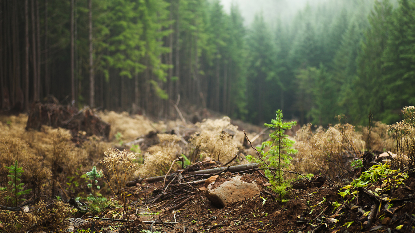 Regrowth in deforested area