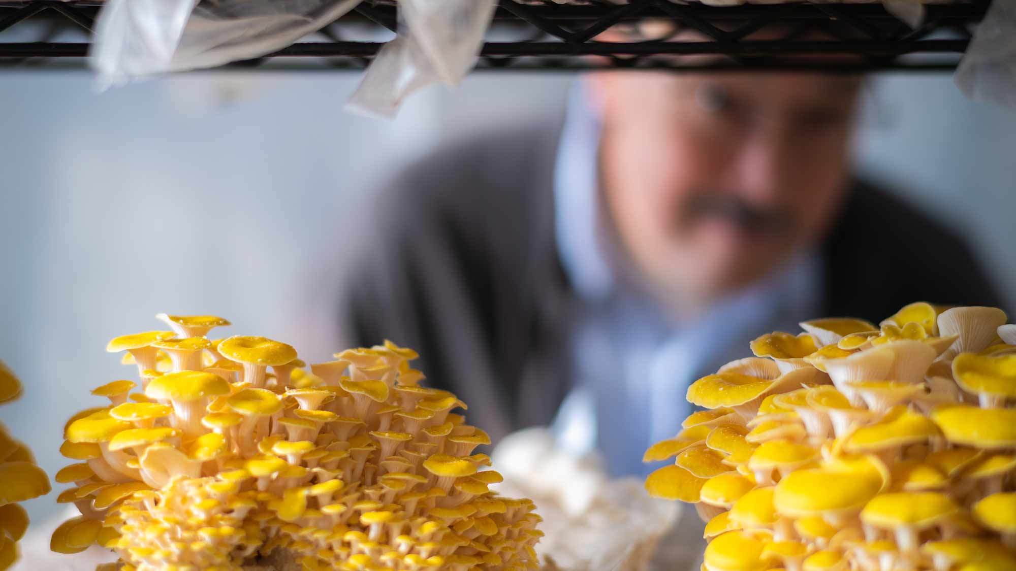 Professor David Hibbett examining mushroom specimens at Fat Moon Farms