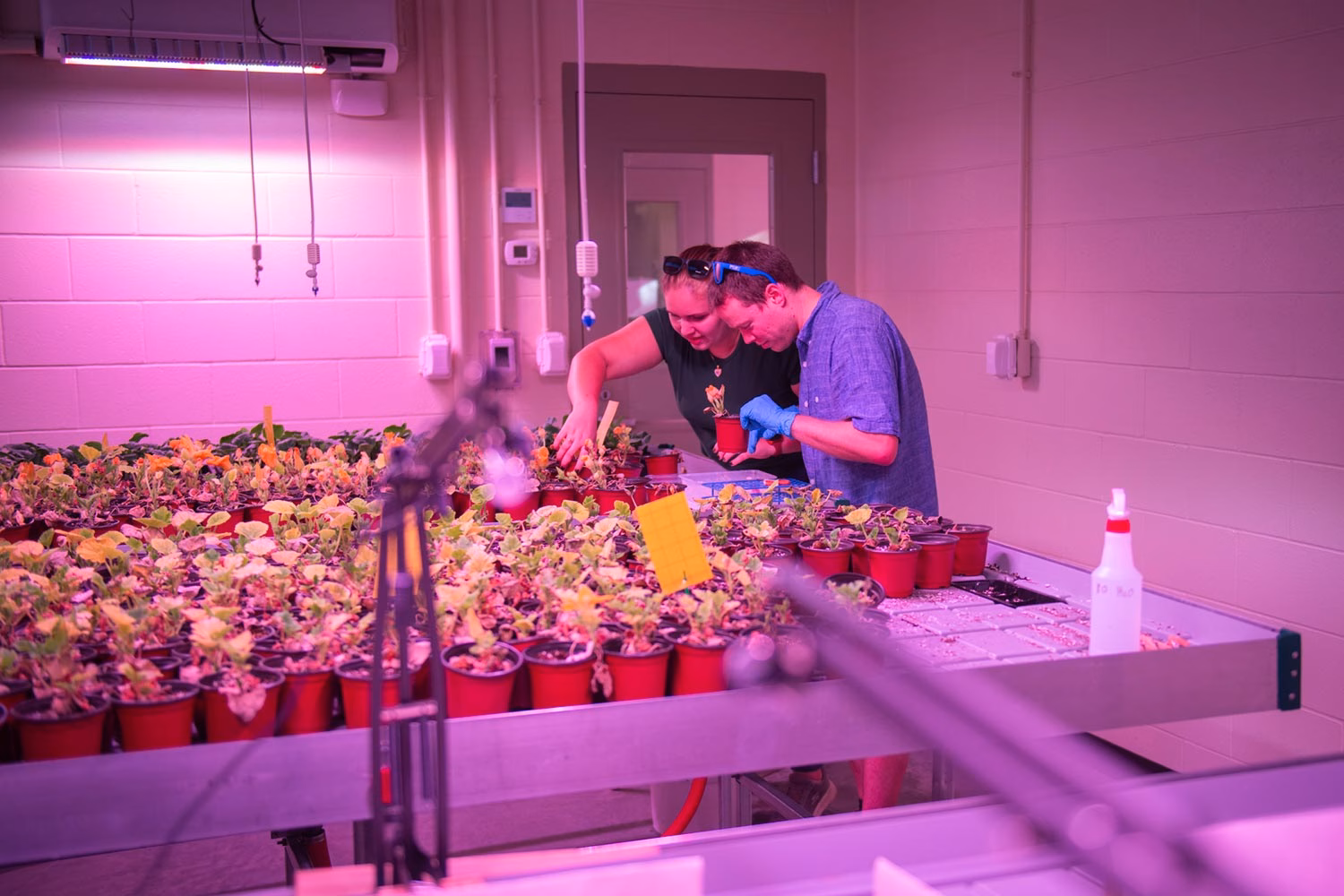 Researchers working in the greenhouse, EPIC lab, Clark University