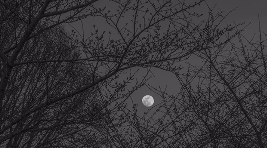 View of moon through the cherry tree that Goddard climbed