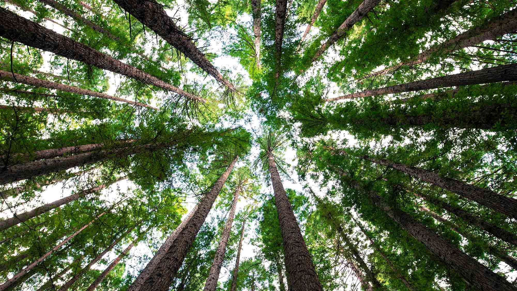 A tree canopy viewed from below
