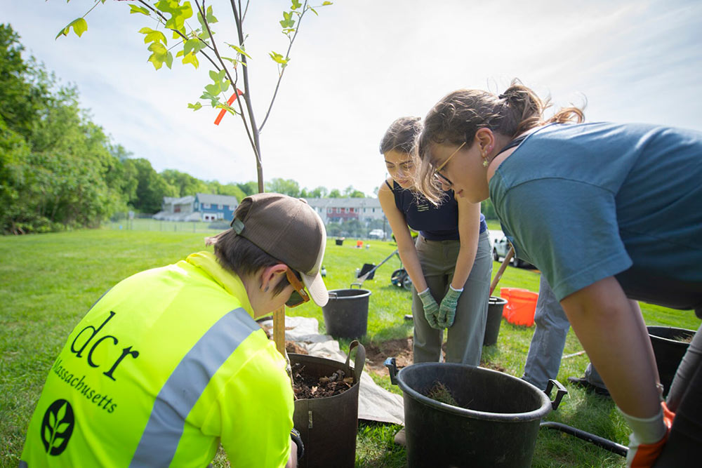Clark students work with a member of the Department of Conservation and Recreation to plant trees