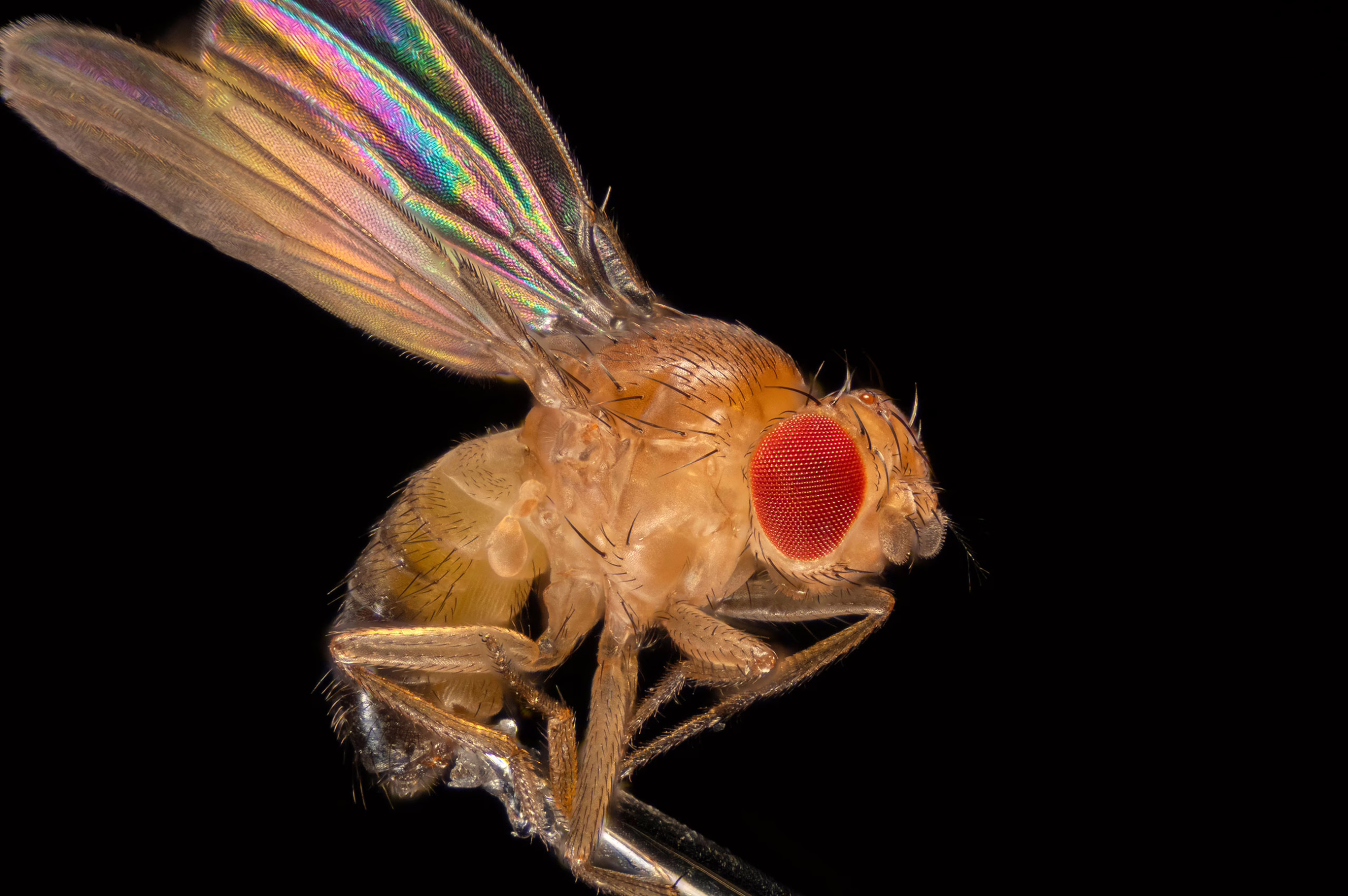 Drosophila melanogaster, or  fruit fly (photo by Steven King)