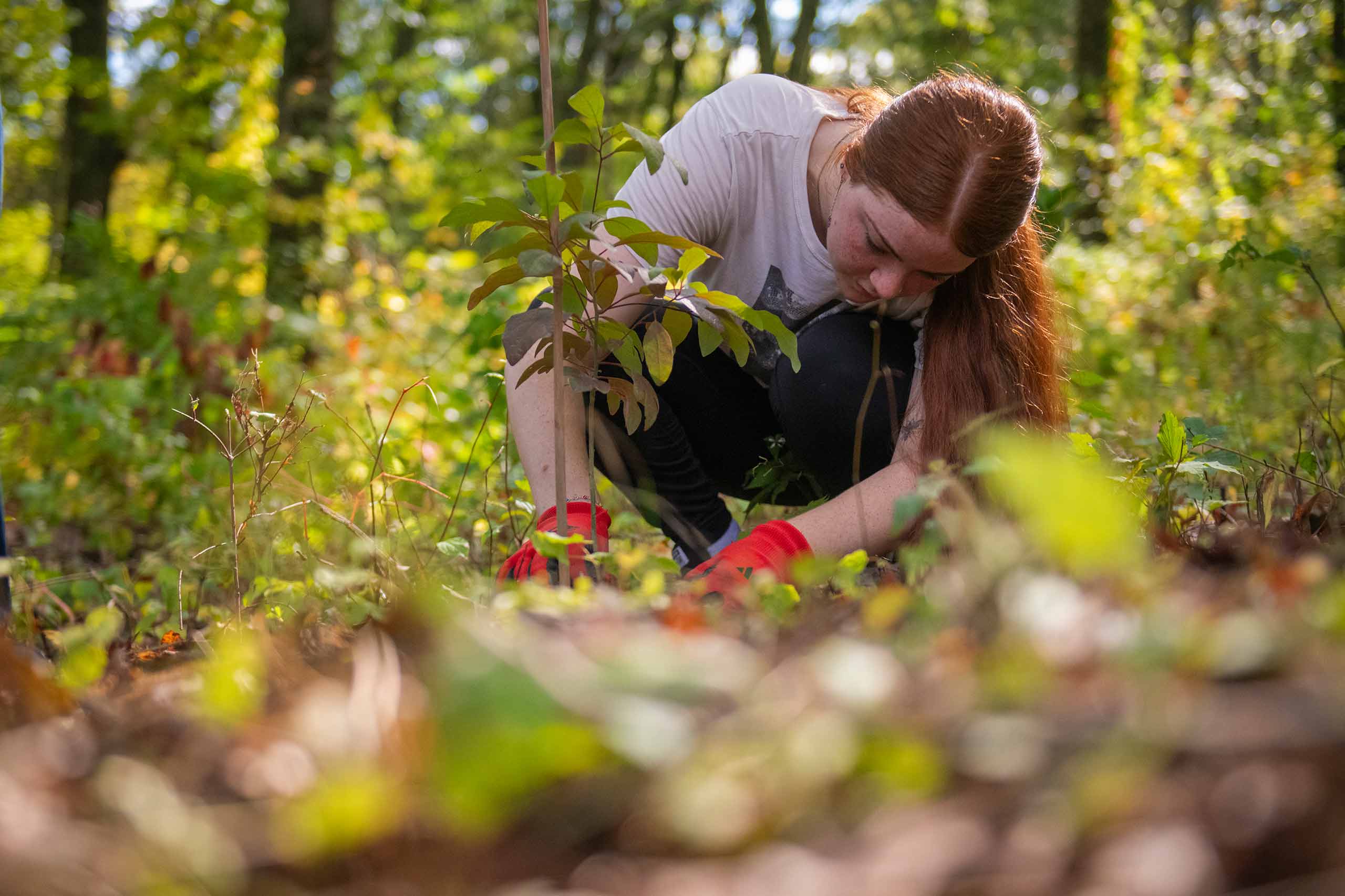 A student in Joe Rogan's geography class works under the guidance of a local Nipmuc community member to plant a traditional garden in the Hadwen Arboretum.