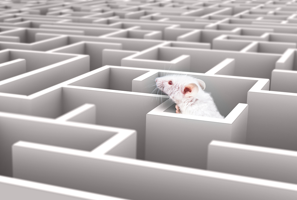 white rat in maze