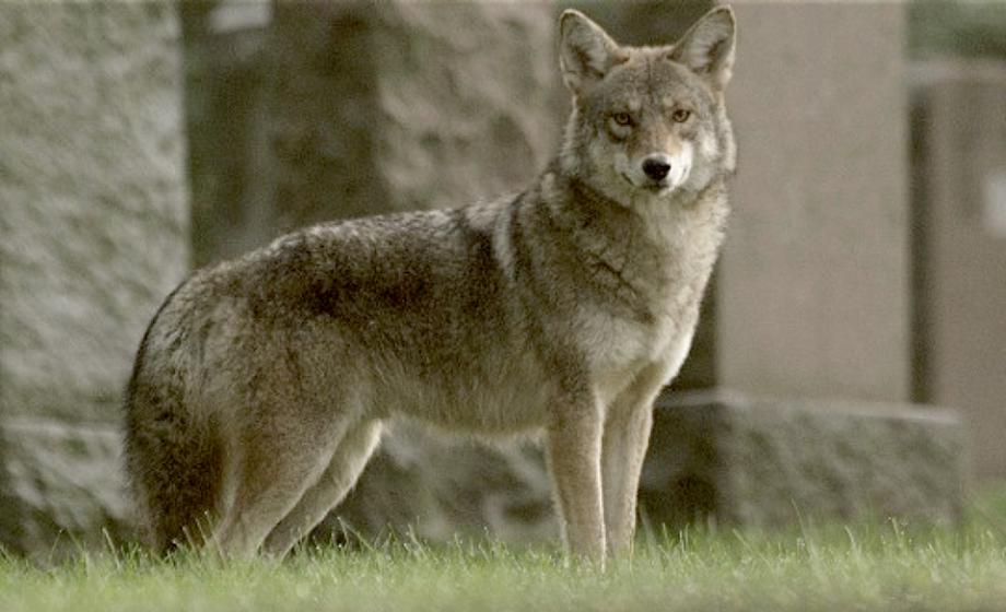 coywolf-north-america-7-continents-1-summer