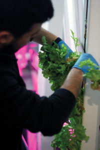 Greens sprout in "growing towers" inside the container.