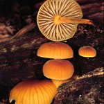 heimiomyces