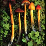 hygrocybe