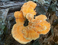 Laetiporus sulphureus