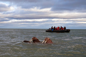 Meghan Kelly oversees Zodiac excursions to view Arctic wildlife.