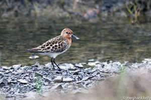 Photo of a bird