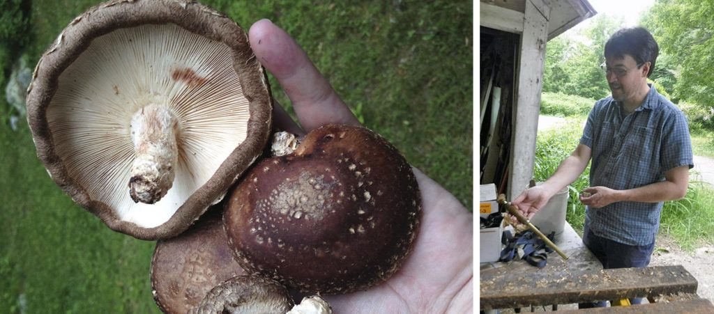 Shiitake mushrooms at left; David Hibbett, Clark University professor of biology, at right