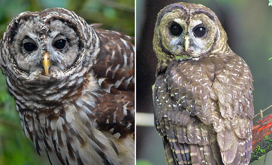  barred owl and northern spotted owl