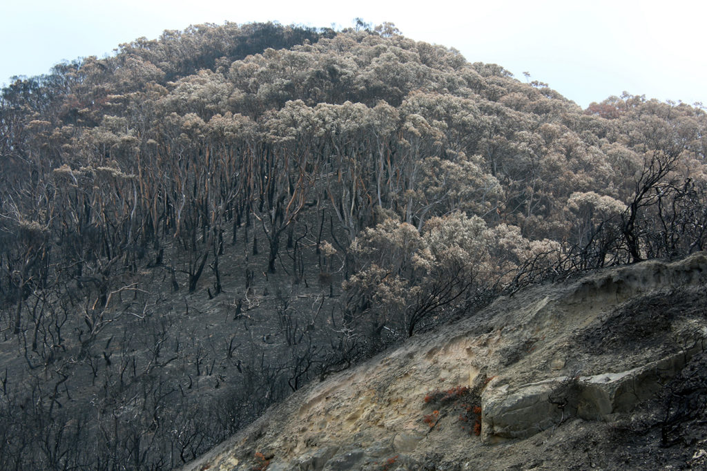 Williams-deforestation-australia