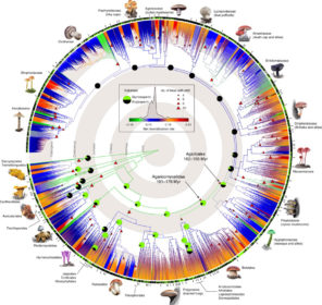 Mushroom relationships graphic