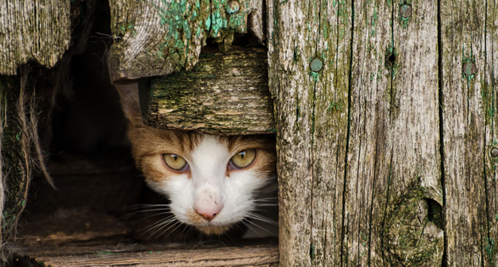 Stray cat hiding