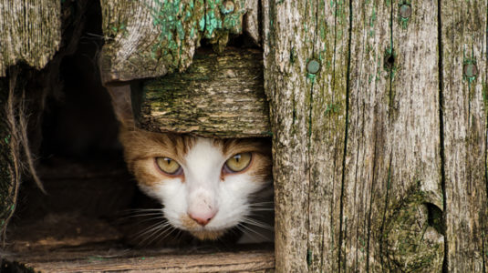 Stray cat hiding