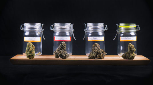 cannabis jars